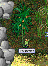 Wheatstone staring down a ferocious palm tree.