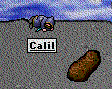 Calil and his potato